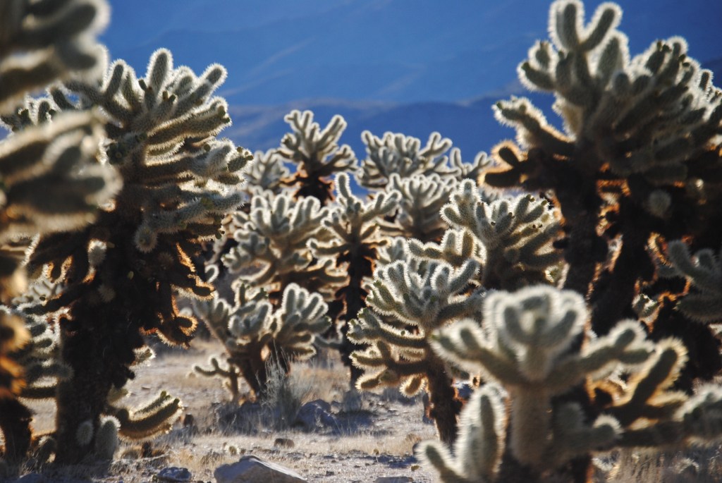 To Manifest or not to&nbsp;Manifest